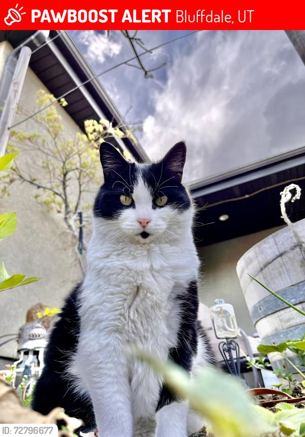 Lost Female Cat last seen In bluffdale near the Jordon river and the church lds church , Bluffdale, UT 84065
