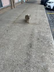 Found/Stray Unknown Dog last seen Pho Restaurant , Tulsa, OK 74145