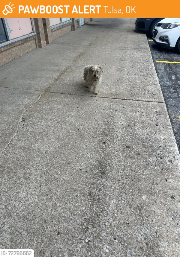 Found/Stray Unknown Dog last seen Pho Restaurant , Tulsa, OK 74145