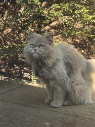 Found/Stray Unknown Cat last seen Cedar drive, Colts Neck, NJ 07722