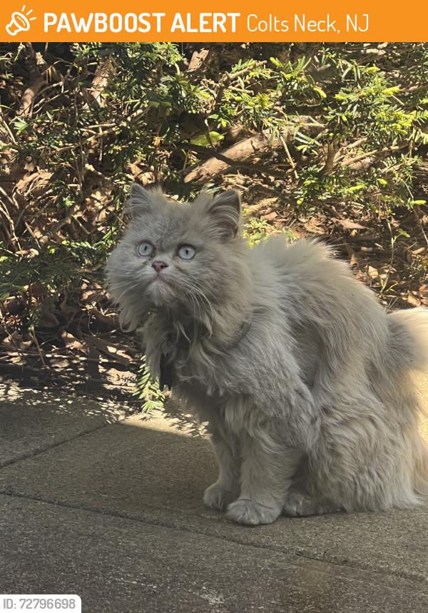 Found/Stray Unknown Cat last seen Cedar drive, Colts Neck, NJ 07722