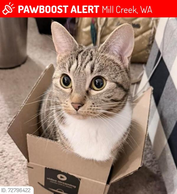 Lost Female Cat last seen Near Main St, Mill Creek, WA 98012 (LA Fitness), Mill Creek, WA 98012