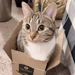 Lost Female Cat last seen Near Main St, Mill Creek, WA 98012 (LA Fitness), Mill Creek, WA 98012