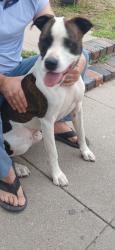 Found/Stray Male Dog last seen Marengo and Elizabeth , Pasadena, CA 91103