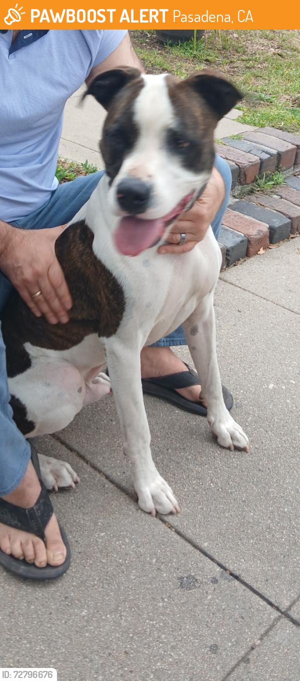 Found/Stray Male Dog last seen Marengo and Elizabeth , Pasadena, CA 91103