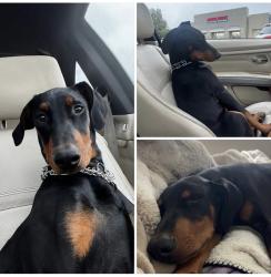 Lost Male Dog last seen Vista knoll Pkwy, Reno, NV 89506