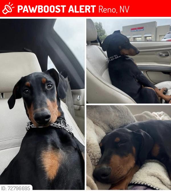Lost Male Dog last seen Vista knoll Pkwy, Reno, NV 89506