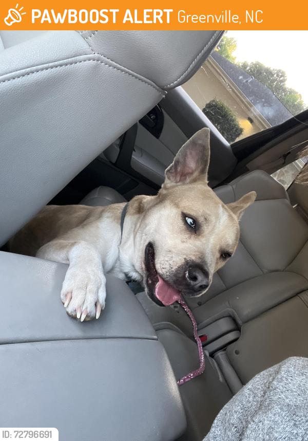 Found/Stray Male Dog last seen Blue Beech Drive , Greenville, NC 27858