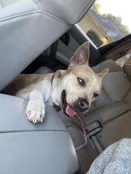 Found/Stray Male Dog last seen Blue Beech Drive , Greenville, NC 27858