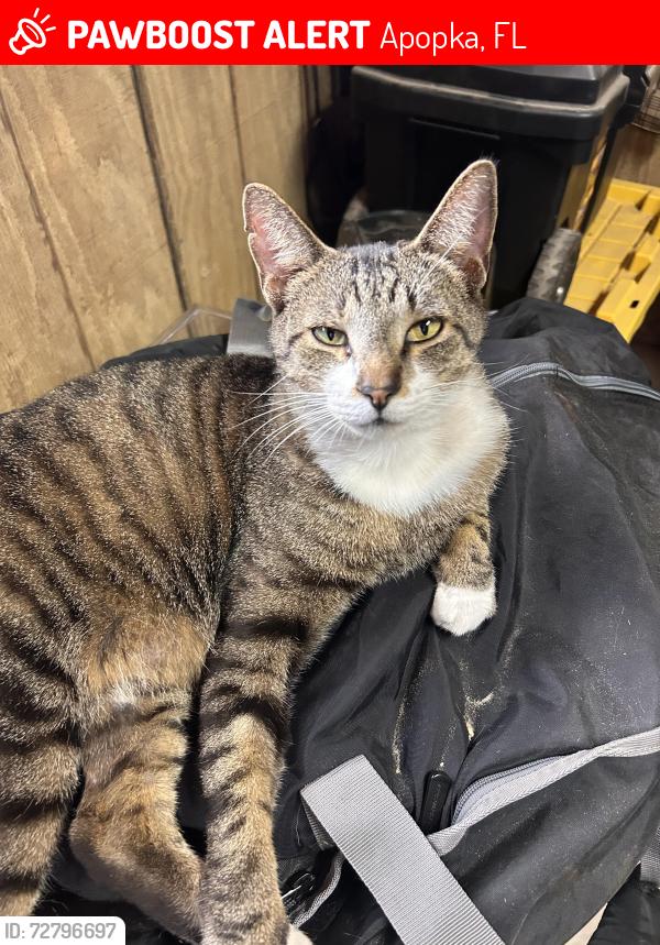 Lost Male Cat last seen Stone and Clarecona Ocoee, Apopka, FL 32703