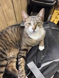 Lost Male Cat last seen Stone and Clarecona Ocoee, Apopka, FL 32703