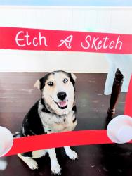 Lost Female Dog last seen Near , San Antonio, TX 78263