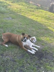 Lost Female Dog last seen Selinsky/Mykawa/Airport Blvd, Houston, TX 77048