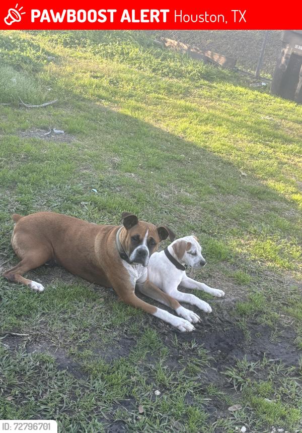 Lost Female Dog last seen Selinsky/Mykawa/Airport Blvd, Houston, TX 77048