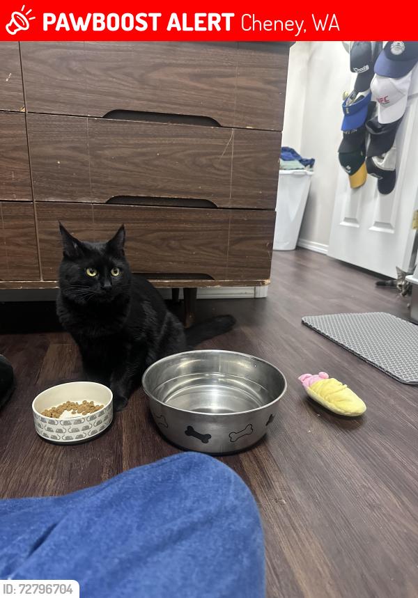 Lost Female Cat last seen Meadow Glen Ln, Cheney, WA 99004