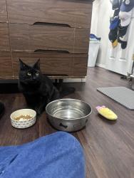 Lost Female Cat last seen Meadow Glen Ln, Cheney, WA 99004