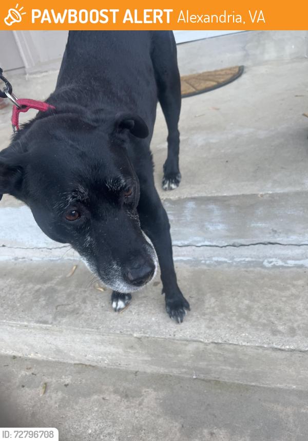 Found/Stray Male Dog last seen Near cherry valley ln, Alexandria, VA 22309