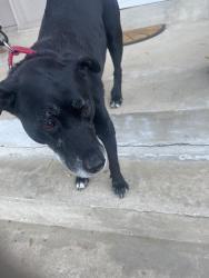 Found/Stray Male Dog last seen Near cherry valley ln, Alexandria, VA 22309