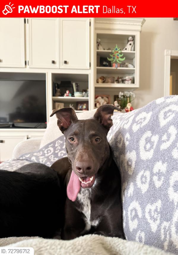 Lost Female Dog last seen Woodcrest Ln between Abrams & Sman 