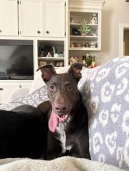 Lost Female Dog last seen Woodcrest Ln between Abrams & Sman 