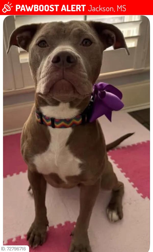 Lost Female Dog last seen Anderson Church, Jackson, MS 39206