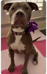 Lost Female Dog last seen Anderson Church, Jackson, MS 39206