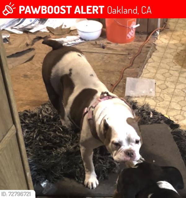 Lost Female Dog last seen 26th street and linden street, Oakland, CA 94607