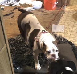 Lost Female Dog last seen 26th street and linden street, Oakland, CA 94607