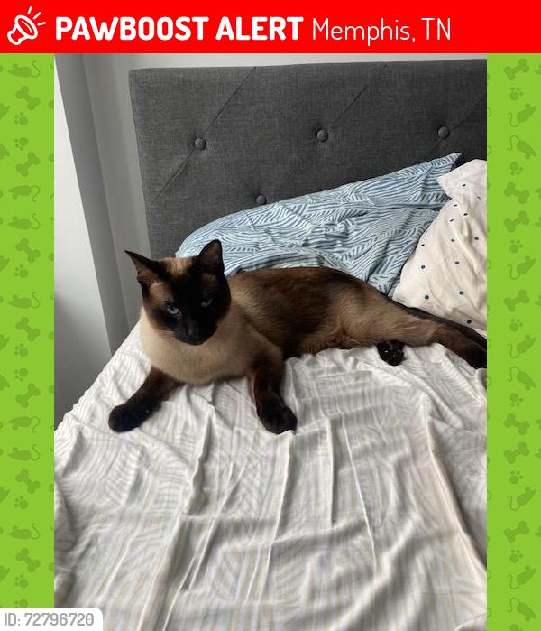Lost Male Cat last seen 2nd Ave and Gayoso, Memphis, TN 38103