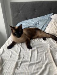 Lost Male Cat last seen 2nd Ave and Gayoso, Memphis, TN 38103