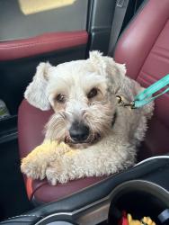 Found/Stray Male Dog last seen Hialeah gardens, Hialeah, FL 33010
