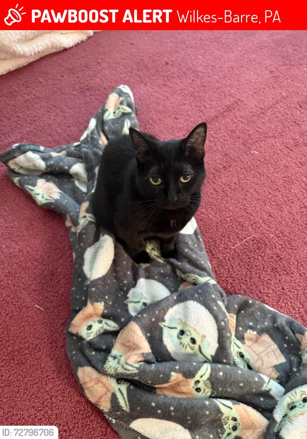 Lost Female Cat last seen  Depot, Norms pizza, Wilkes-Barre, PA 18702