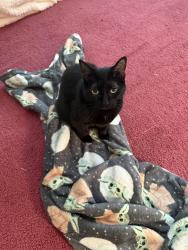 Lost Female Cat last seen  Depot, Norms pizza, Wilkes-Barre, PA 18702