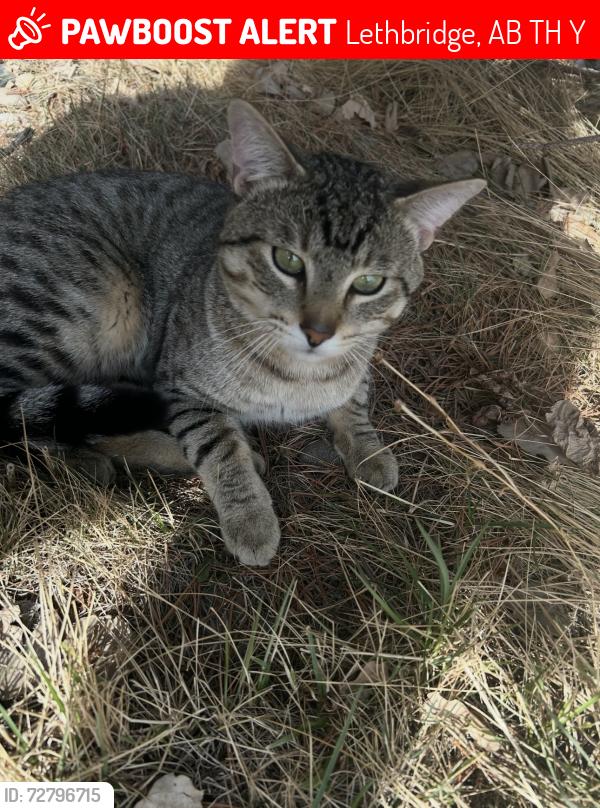 Lost Male Cat last seen Near Kodiak Place North, Lethbridge AB, Lethbridge, AB T1H 1Y1
