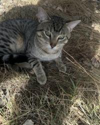 Lost Male Cat last seen Near Kodiak Place North, Lethbridge AB, Lethbridge, AB T1H 1Y1