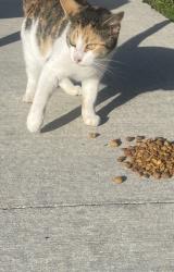 Found/Stray Unknown Cat last seen SR 32 yorktown, IN, Yorktown, IN 47396