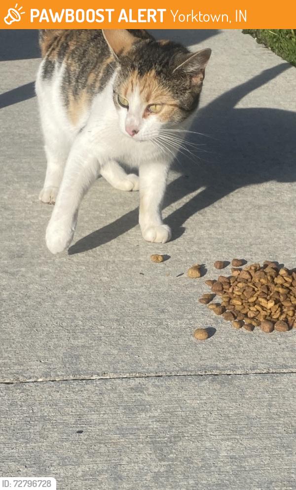 Found/Stray Unknown Cat last seen SR 32 yorktown, IN, Yorktown, IN 47396