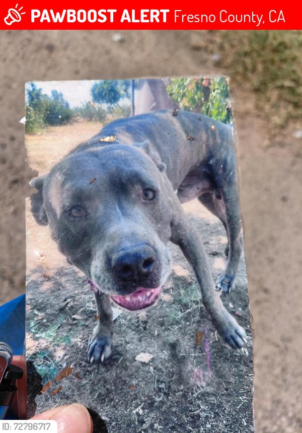 Lost Male Dog last seen Sheilds  n garfield , Fresno County, CA 93723