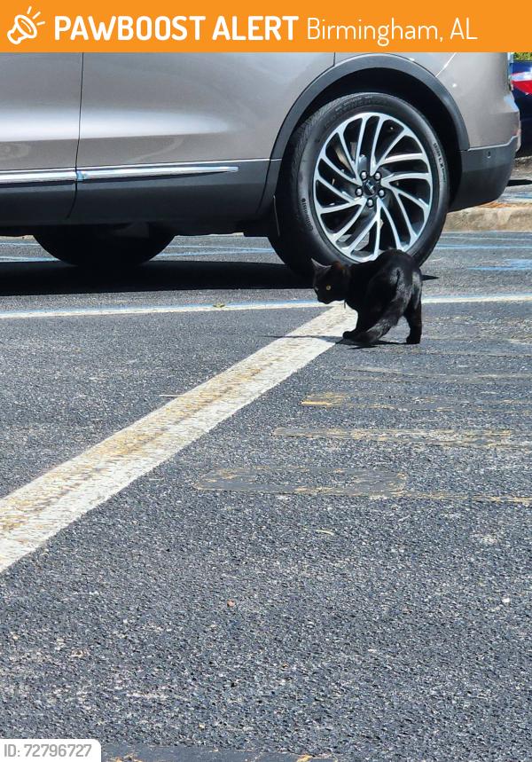 Found/Stray Unknown Cat last seen St Vincent's hosp, Birmingham, AL 35235