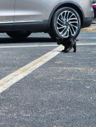 Found/Stray Unknown Cat last seen St Vincent's hosp, Birmingham, AL 35235