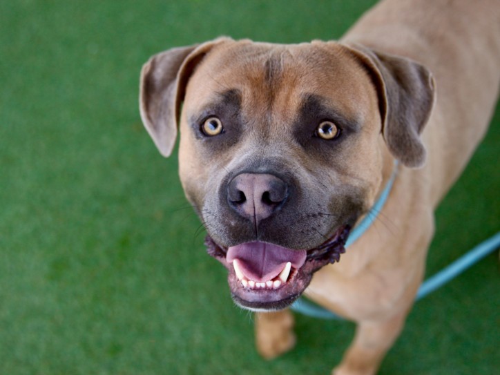 Shelter Stray Male Dog last seen , Los Angeles, CA 90025