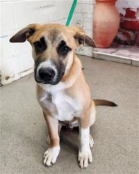Shelter Stray Male Dog last seen J ST AND ESPERANZA, San Bernardino, CA 92401