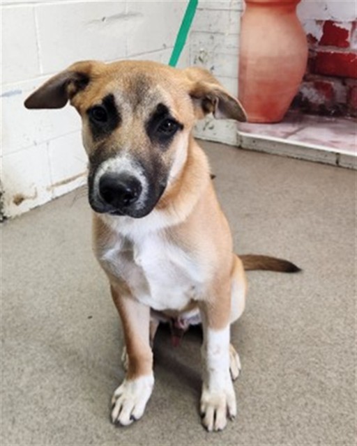 Shelter Stray Male Dog last seen J ST AND ESPERANZA, San Bernardino, CA 92401