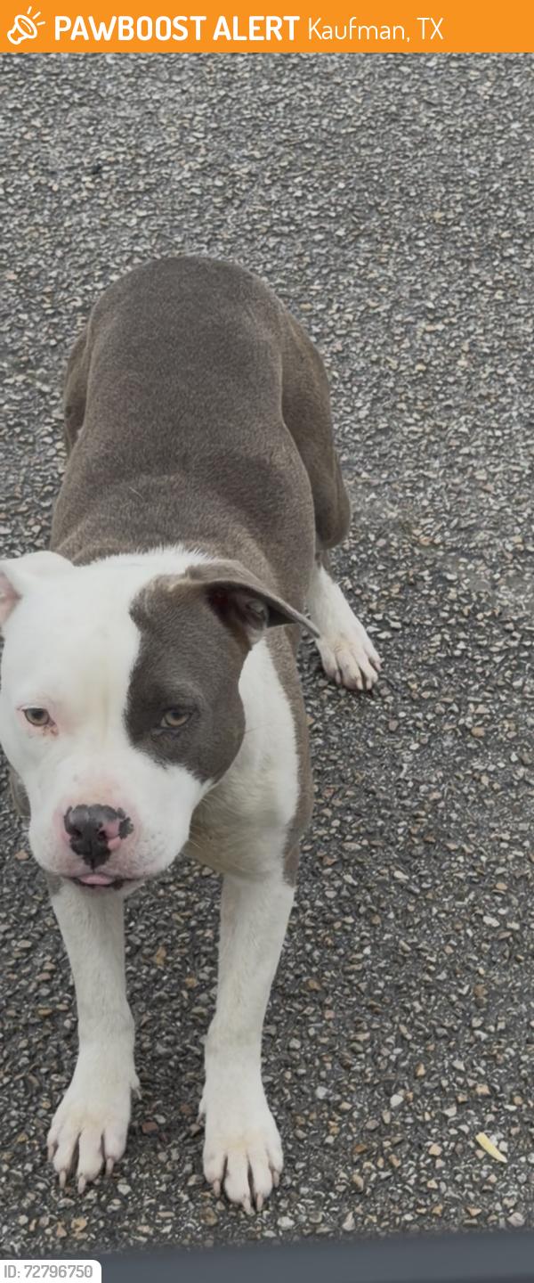 Found/Stray Unknown Dog last seen Kaufman hosp parking lot , Kaufman, TX 75142