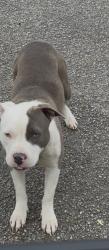 Found/Stray Unknown Dog last seen Kaufman hosp parking lot , Kaufman, TX 75142