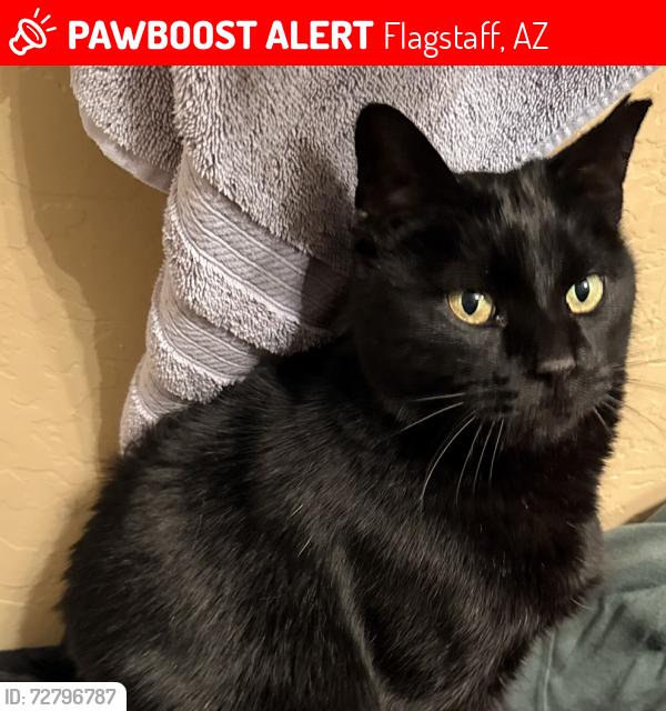 Lost Male Cat last seen Robles and Hwy 89, Flagstaff, AZ 86004