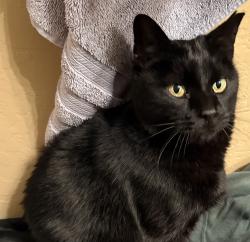 Lost Male Cat last seen Robles and Hwy 89, Flagstaff, AZ 86004