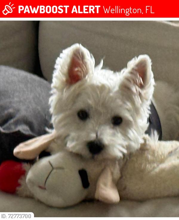 Lost Male Dog last seen Wellington Preserve Blvd/ 50th Street, Wellington, FL 33414