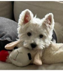Lost Male Dog last seen Wellington Preserve Blvd/ 50th Street, Wellington, FL 33414
