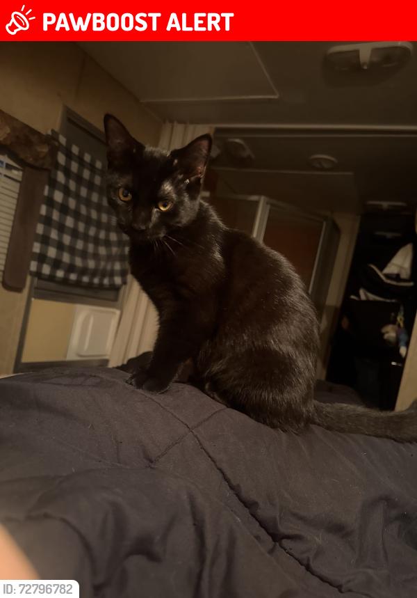 Lost Female Cat last seen Tuxedo Ave and Oglethorpe Road, West Palm Beach, FL 33405